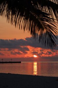 Sunset image and palm tree